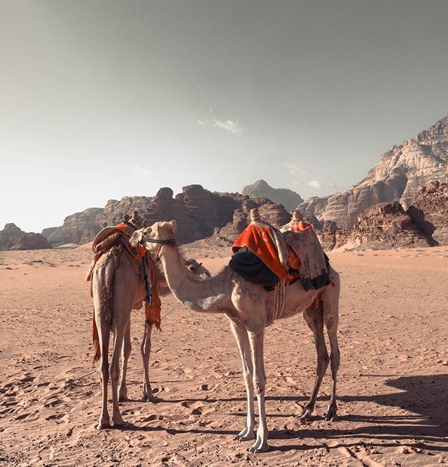 khoubaii's tweet photo. Making new friends in da desert.
.
.
.
.
#travelwithkhoubai #Jordan #Wadirum #Visitjordan #Travelwithme #traveller #traveling #travel #traveltips #traveldestinations #algerianblogger #algeriantraveler #algerianwanderlust #wanderlust #wanderlustig #igtrav… https://t.co/fyx2u38kGK https://t.co/YmuhQAyGR1