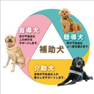 七色ニャンコ 今日は 補助犬の日 盲導犬 目が不自由な人の歩行をサポート 介助犬 体が不自由な人の暮らしをサポート 聴導犬 耳が不自由な人へ音を届けます の三種類がいます ちなみに 仕事中の補助犬に触ったり 呼んだり 餌をあげてはいけません 障害者