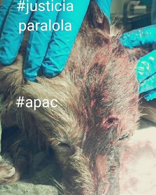 Millycast's tweet photo. @MariaCeleste 
@nuriapiera @liselman @DraMarilynLois @AbelMartinezD @donfelixSPM
@rcavada Lola murio acuchillada a blozazos y ahorcada por su propia dueña. Audiencia mañana Martes , palacio justicia Santiago, 10:30am #justiciaparalola #apac #NoAlMaltratoAnimal https://t.co/QFar2jSwc3