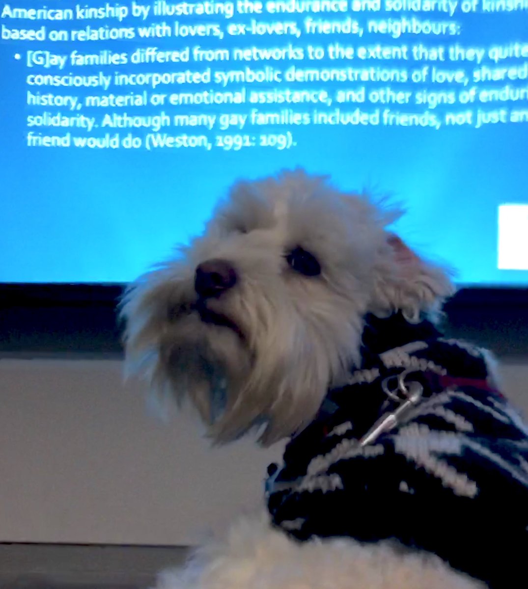 kanerace's tweet photo. Paws for thought: Hercules says of traditional conceptualisations of #kinship “it’s all a bit anthropocentric, innit?” - #queerkin #usyd #companionspecies @GCSSYDNEY1 #donnaharaway 💖🐾 https://t.co/UrYE1S8Zqc