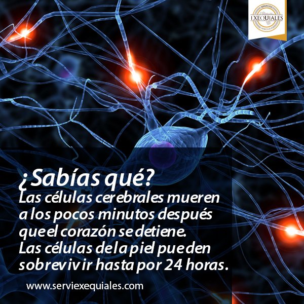 serviexequiales's tweet photo. También está lo que se conoce como "Muerte cerebral". Esta es la pérdida de todas las funciones del cerebro, incluidas las del tronco encefálico, se diagnostica por coma, ausencia de reflejos del tallo cerebral y apnea (interrupción de la respiración).

#celulas #curiosidades https://t.co/Dp53IR14t1