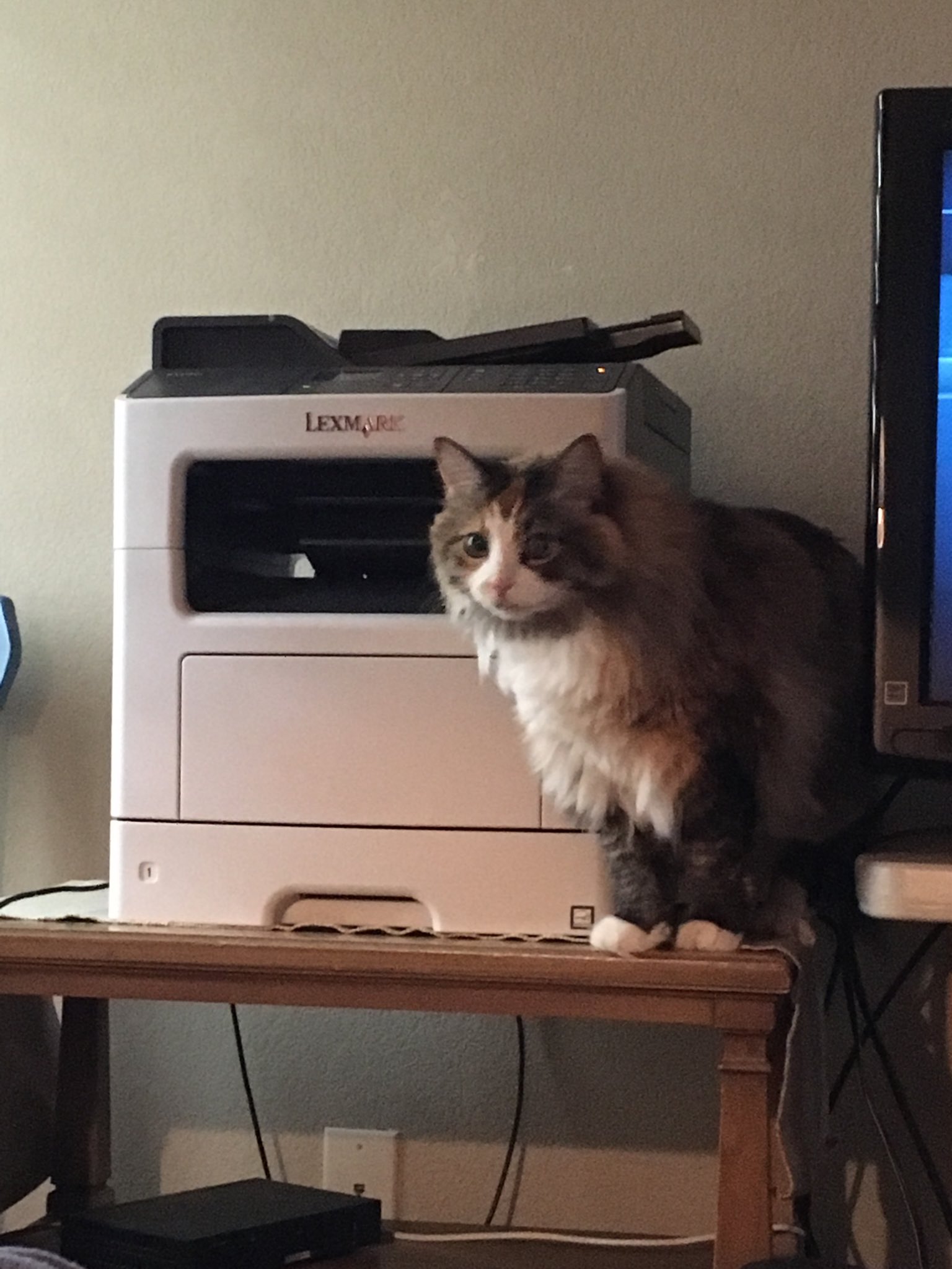jubilæum Fjerde indelukke A Tall Texan on Twitter: "Pop, is this a laser printer or dot matrix?  #CatsOfTwitter #cats #catshill #catsarefamily #Meow #MeowMonday  #kittyloafmonday #kitty #CatRadio #kittycat #catlovers #catlover #catlife  https://t.co/IjlxpZE741" / Twitter