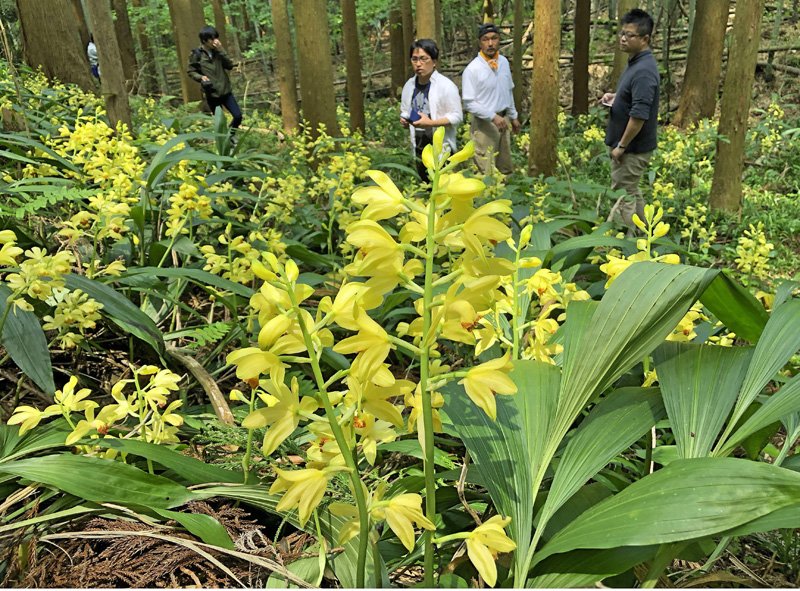 ガンゼキランの里づくり Twitter Search Twitter