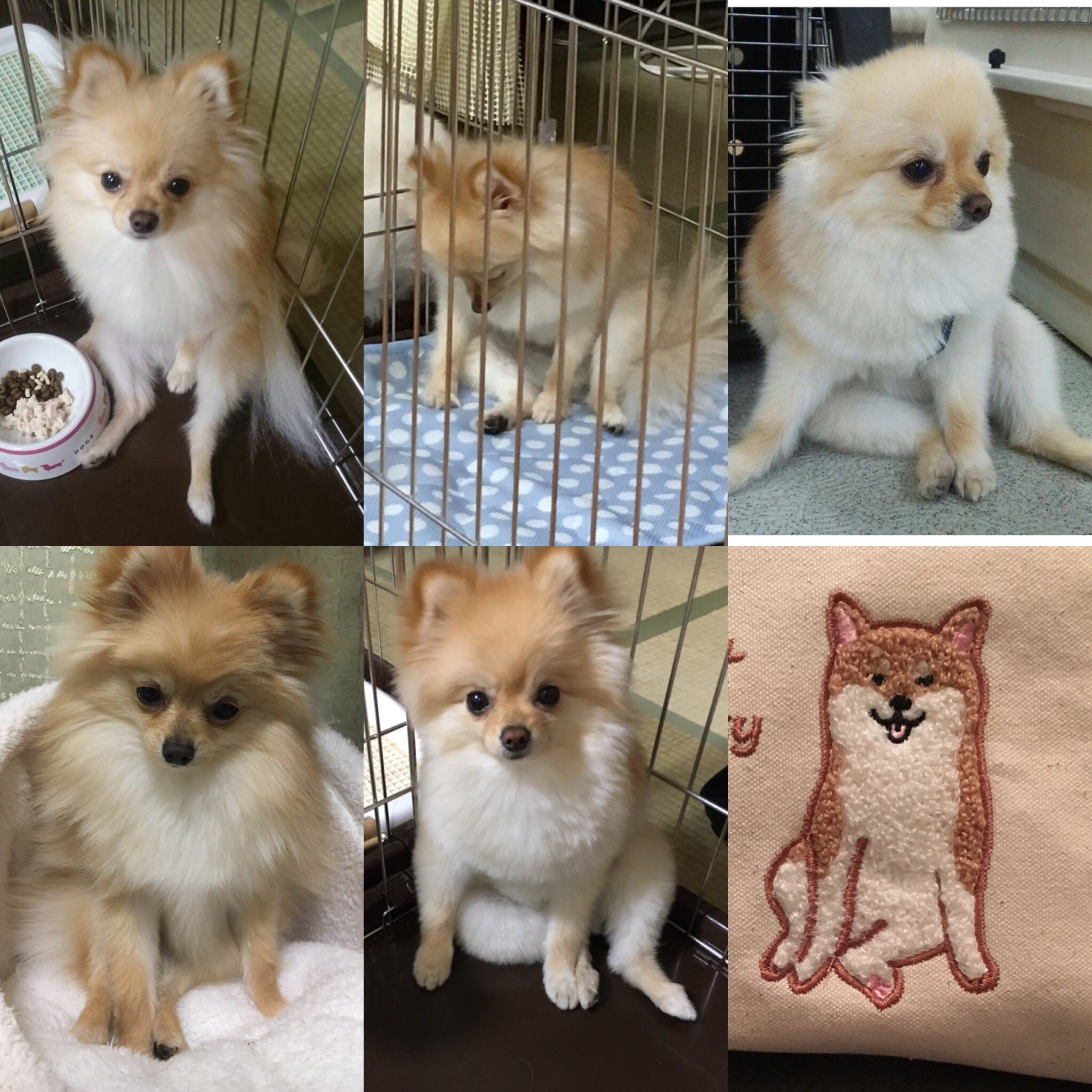 てんこむ 座り方 ポメラニアン 犬 座り方 おっさん座り 可愛い