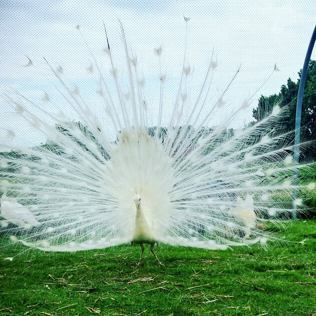 hofkeizersweel's tweet photo. De hele dag loopt ie al te pronken!
Niet voor mij maar voor alle meisjes rond hem.
Dus stiekem toch voor mij! 😆
#wittepauw #pauw #peacock #wemeldinge #hofkeizersweel #pronken #opschepper #wit #prachtig #kant #lace #romantisch #workshops #kinderfeestjes #mooierd #knapperd #zld https://t.co/BTg8uUjTY9
