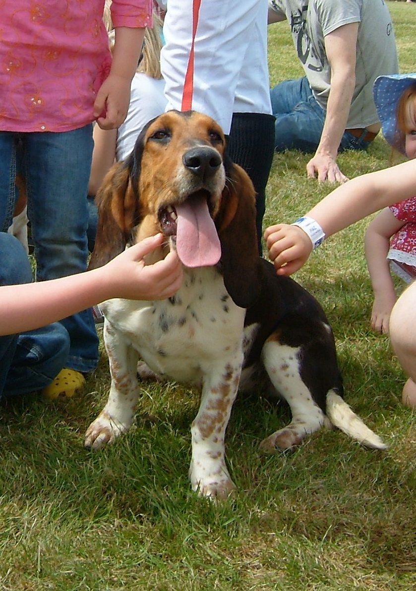 albany basset hound