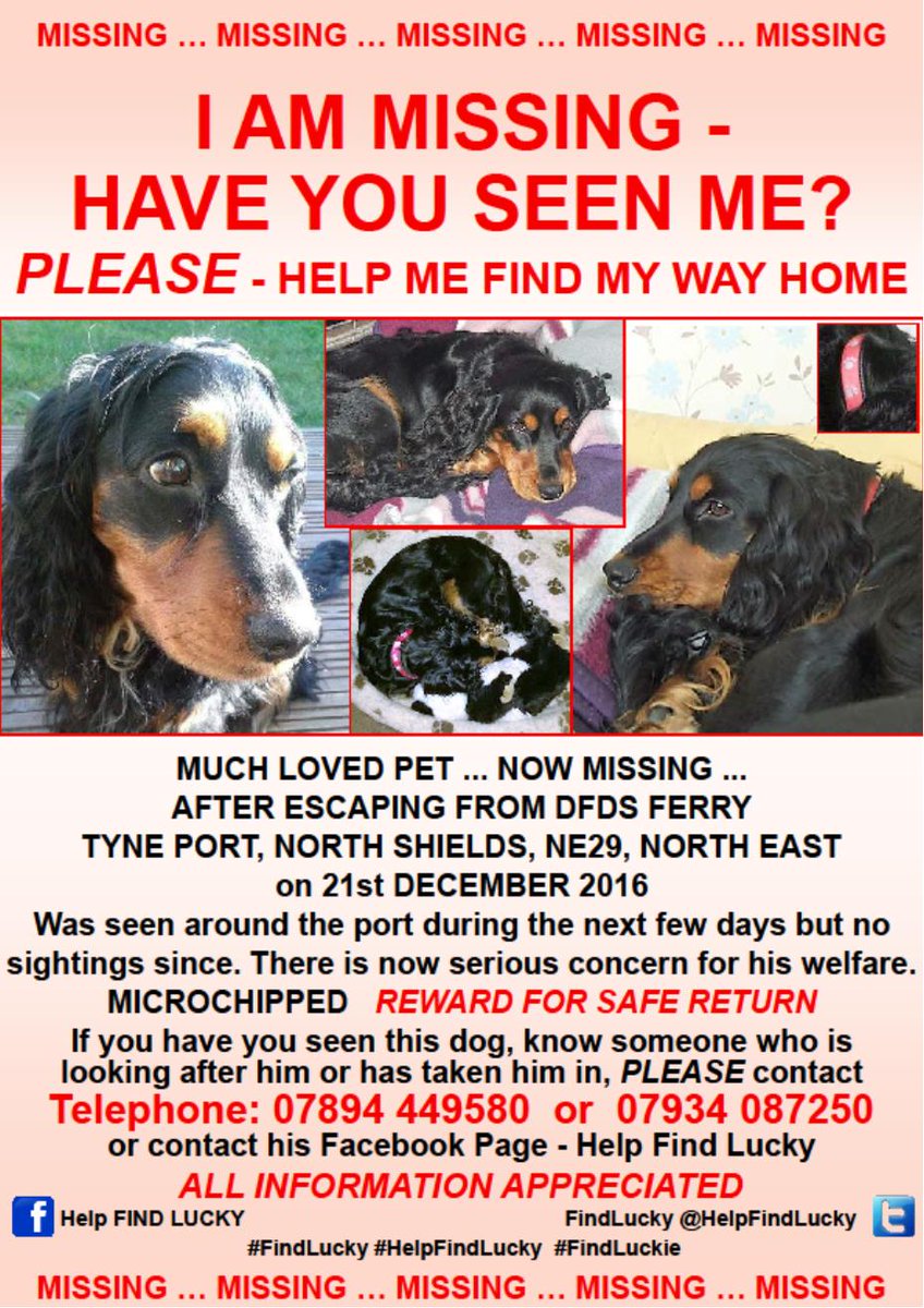 FindSherlock's tweet photo. PLEASE, Keep #LookingOurForLuckie
#HelpFindLucky LOST 21/12/16 from DFDS ferry #NorthShields #TyneandWear #NorthEast ... But could be anywhere now ...
#HelpFindLucky ... #MissingNeverHeals ... 💔 https://t.co/U6MTC5YJEw