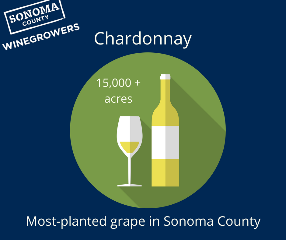 Happy #NationalChardonnayDay! You'll have no trouble finding a tasty chard from Sonoma County--it's our most planted white wine grape.