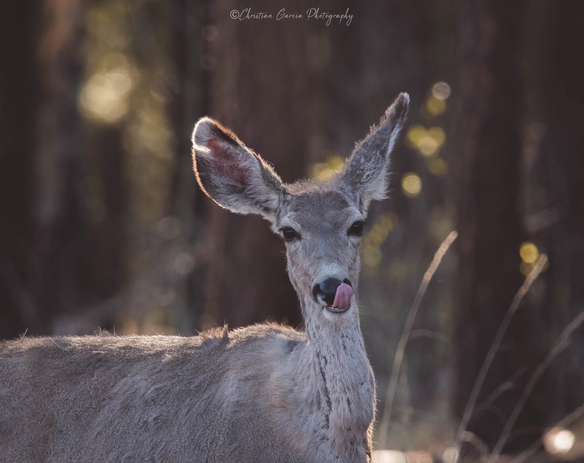 christianfotoaz's tweet photo. This little white tail doe is losing her winter fur and apparently also very sarcastic. #AlpineArizona https://t.co/uOLQ5bFoBG