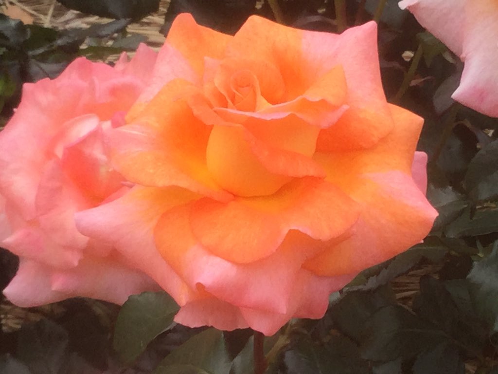 Maria Mieko Matsuoka (@matsuokamieko) on Twitter photo 