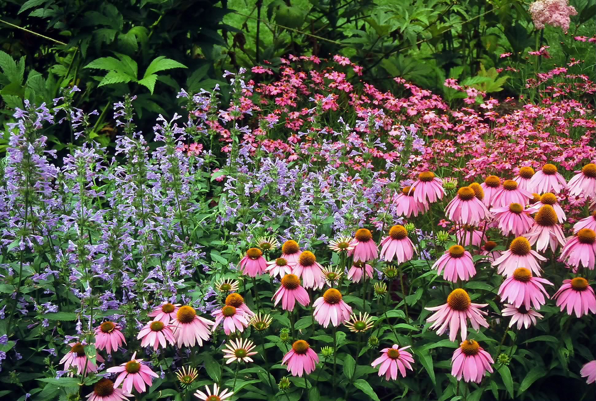 Image of Catmint and Purple coneflower