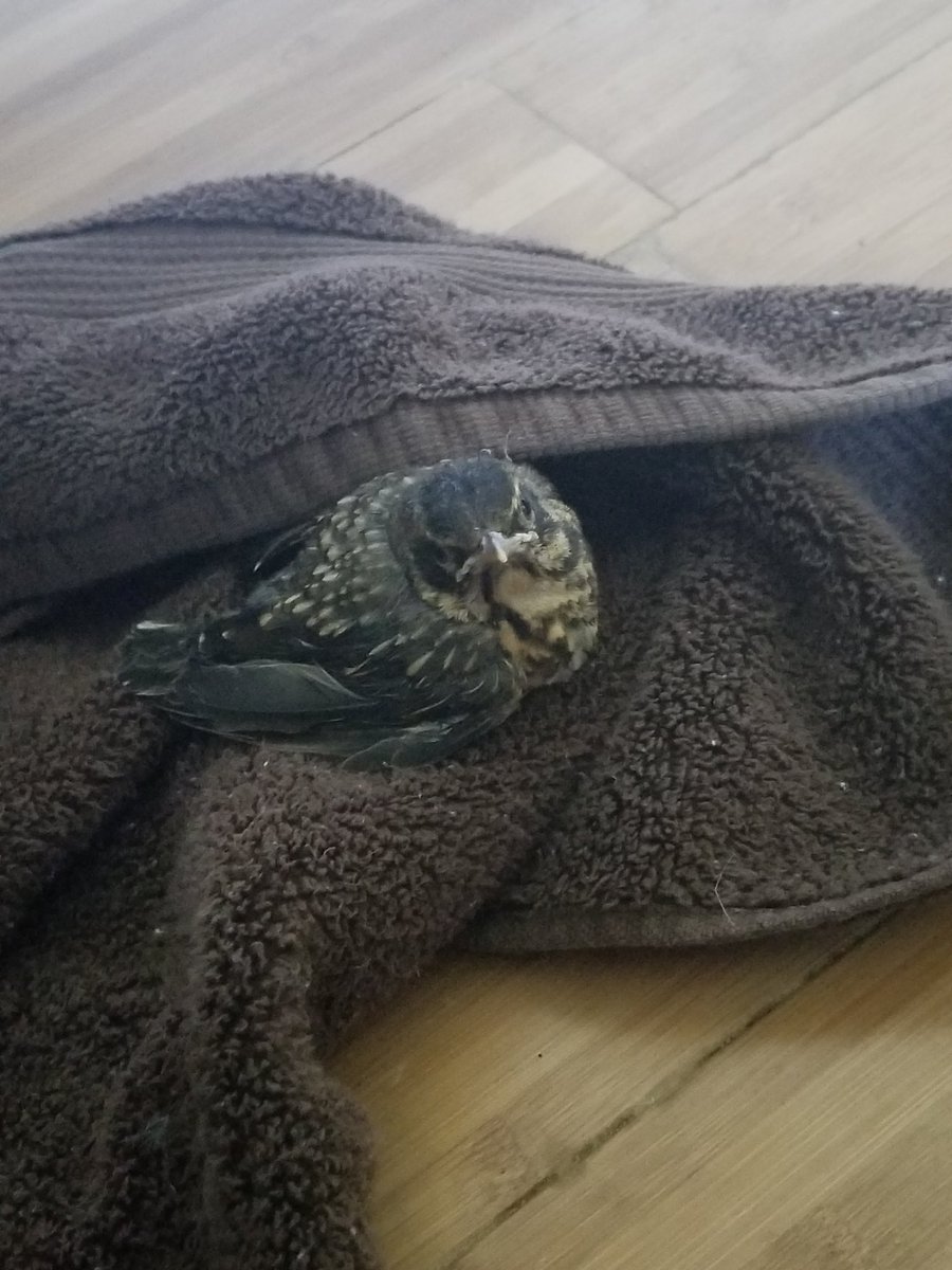 rose 💞 tweet media