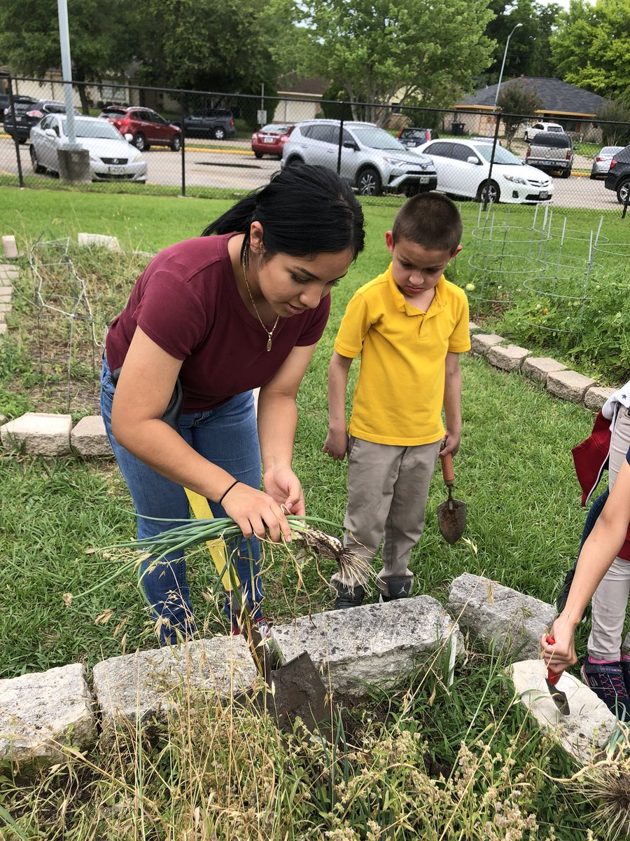 jlkuhleman's tweet photo. Sharpstown NHS chapter members assist with the #weeklyharvest @BonhamESHISD @iamsharpstown @SharpstownCivic @ddeleon10 @DanaArreola5 https://t.co/bX8ZWtQjF8
