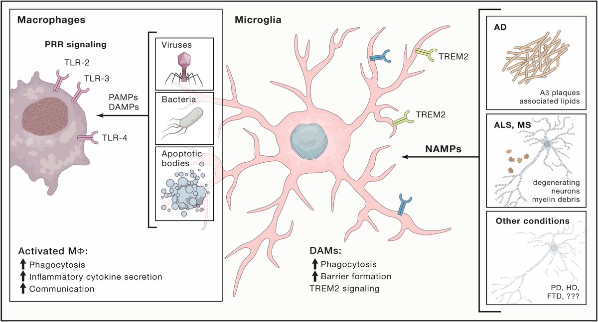 mmw_lmw's tweet photo. Universal #ImmuneSensor of #NeuroDegeneration | DiseaseAssociated #MicroGlia : TwoStep Model of Induction | Featured Perspective | MichaelSchwartz & IdoAmit @WeizmannScience @CellCellPress https://t.co/7KCaTIfjTp https://t.co/uun58kSJeT