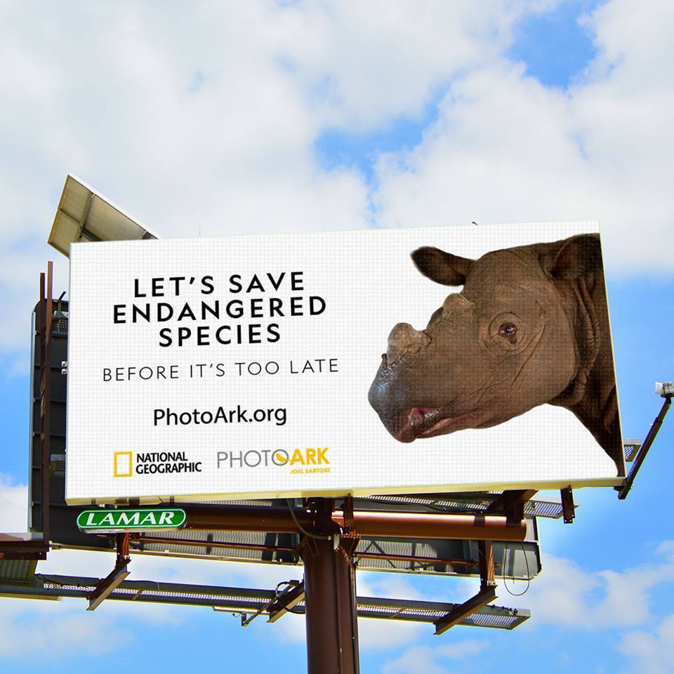 tomcas's tweet image. National Geographic Society Launches Global Endangered Species Day #OutofHome Campaign 
Just saw ad this morning for Cockatoo on Office Media billboardinsider.com/national-geogr…