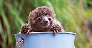 HardieGrant's tweet photo. We could all learn to be a little more sloth. They’ve mastered the art of living slow in a world whose pace is making everyone crazy. Life in the Sloth Lane is the perfect book for anyone who wants (or needs) to step out of the fast lane. #lifeintheslothlane #sloths https://t.co/ytIMnzqtgh