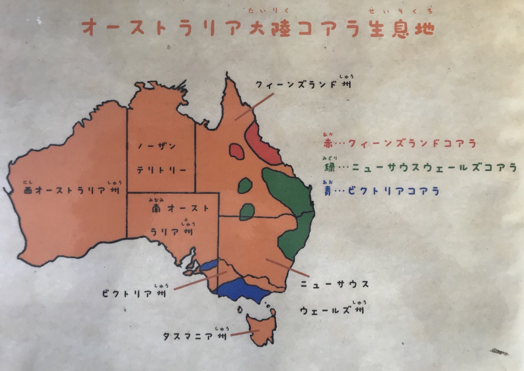 イングランドの丘 動物スタッフ 公式 地図で見てもわかるように 南方系コアラと北方系コアラの生息地にはかなり隔たりがあって 野生下で交雑することはありません よって飼育下でも多様性を保つため北方系 南方系を交配することなく２系統を維持し