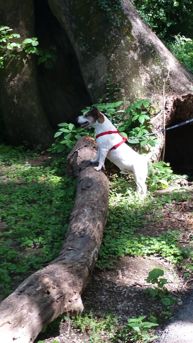 Wagner loves going to the park! Field trips like this are so important for our dogs happiness. Ask us about our One Hour One Dog volunteer program. It's so much fun!