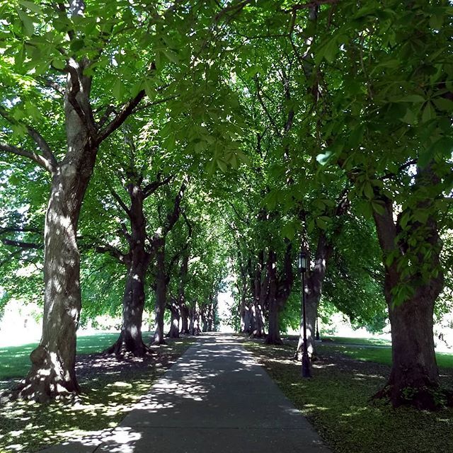 UofILibrary's tweet photo. Hello, summertime! #uofi #hellowalk #idaholibrary #govandals https://t.co/08Ec0l7jLQ https://t.co/yvurV8q6vs