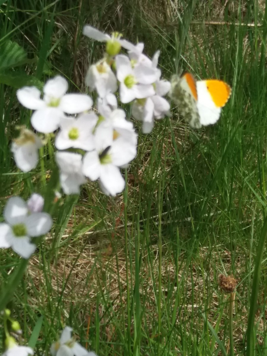 Butterfly spotting <a href="/WaterWorksGrow/">Water Works</a> #johnmuiraward <a href="/CarlibarPS/">CarlibarPS</a>