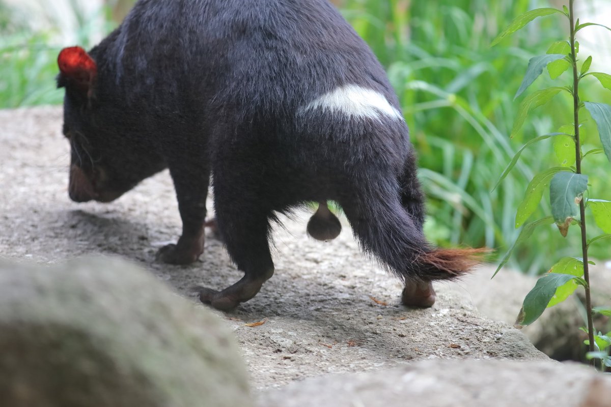 シュウ にんにく 多摩動物公園 タスマニアデビル T Co Lsndqtjqw1 Twitter