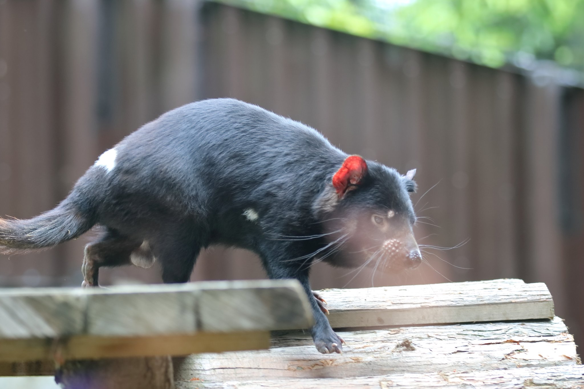 シュウ にんにく 多摩動物公園 タスマニアデビル T Co Lsndqtjqw1 Twitter