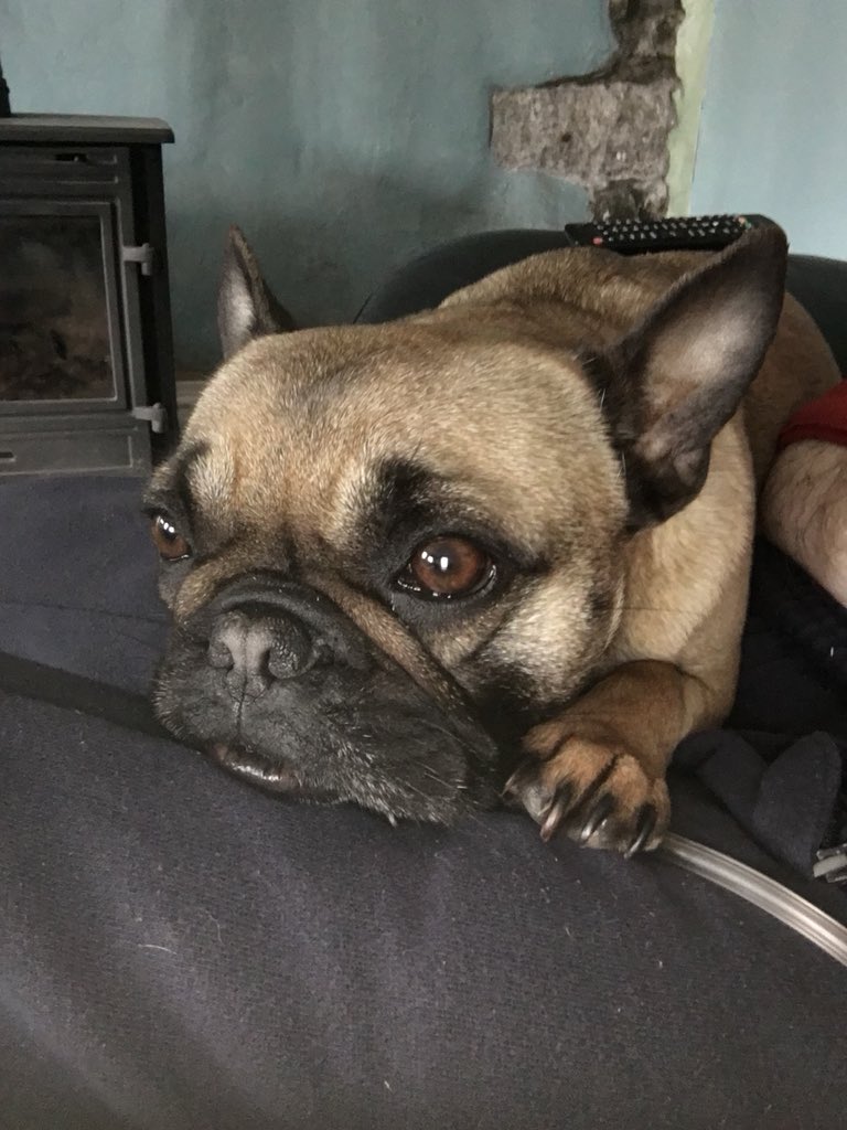 Dinky is due to give birth in 3 weeks #frenchbulldog #frenchiepuppies #puppy