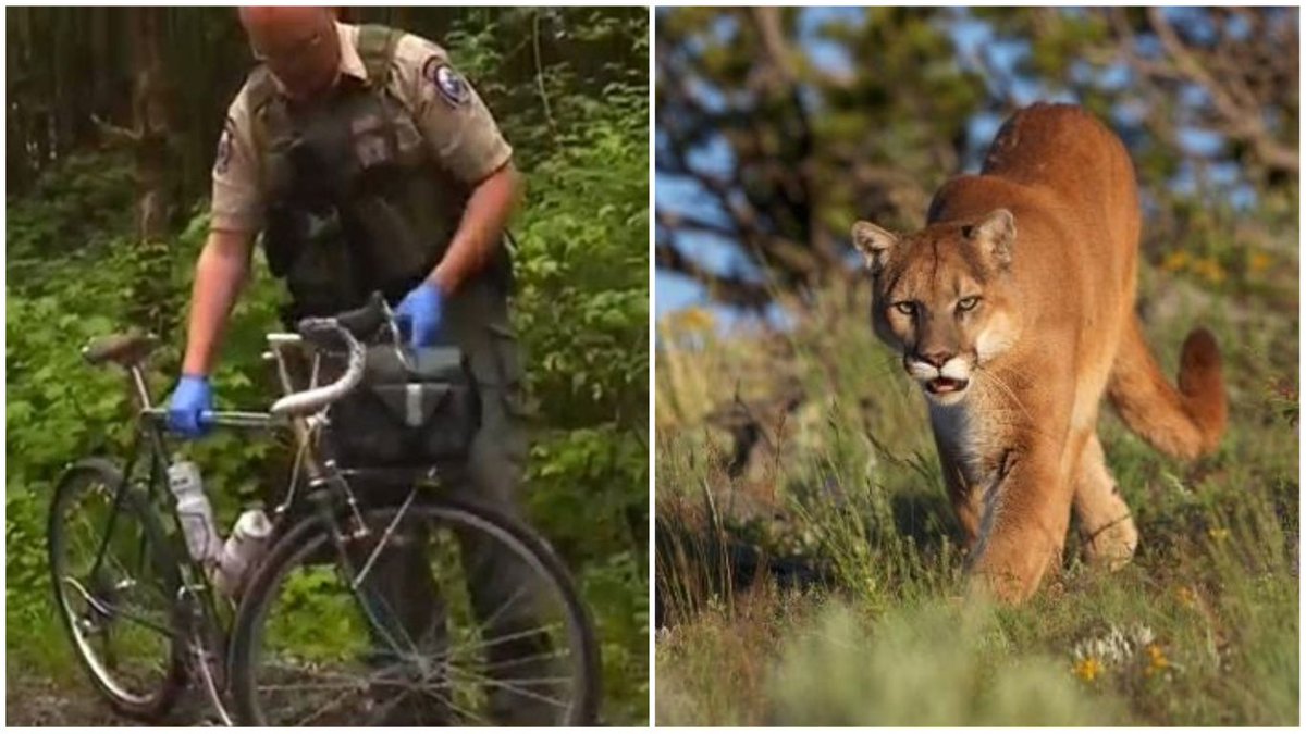 Bikeroar On Twitter Mountain Bike Riders Stalked One Killed By A Cougar Learn More Https T Co H6naeacem5 Cycling Animal Cougar Mountainlion Bikeroar On Twitter Mountain Bike Riders Stalked One Killed By A Cougar Learn More Https T Co H6naeacem5 Cycling Animal Cougar Mountainlion