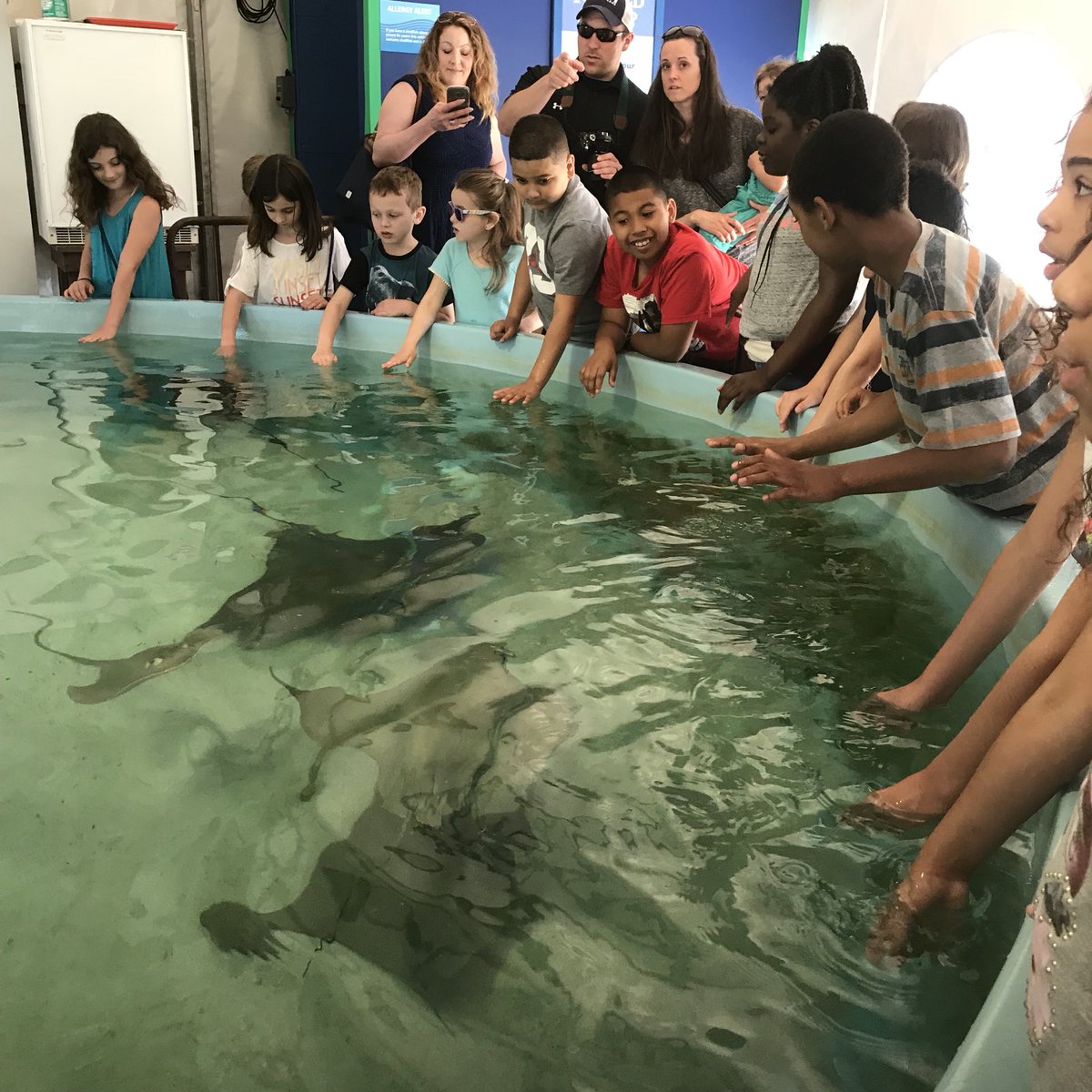 MrsB483's tweet photo. Touched a shark and string rays, saw some seals and sea lions at @mysticaquarium. Pretty good for a Monday! @MPS_Verplanck @VerplanckPTA @mpspride https://t.co/boMmsXPJKI