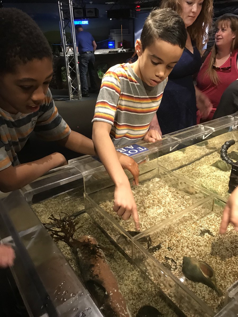 MrsB483's tweet photo. Touched a shark and string rays, saw some seals and sea lions at @mysticaquarium. Pretty good for a Monday! @MPS_Verplanck @VerplanckPTA @mpspride https://t.co/boMmsXPJKI
