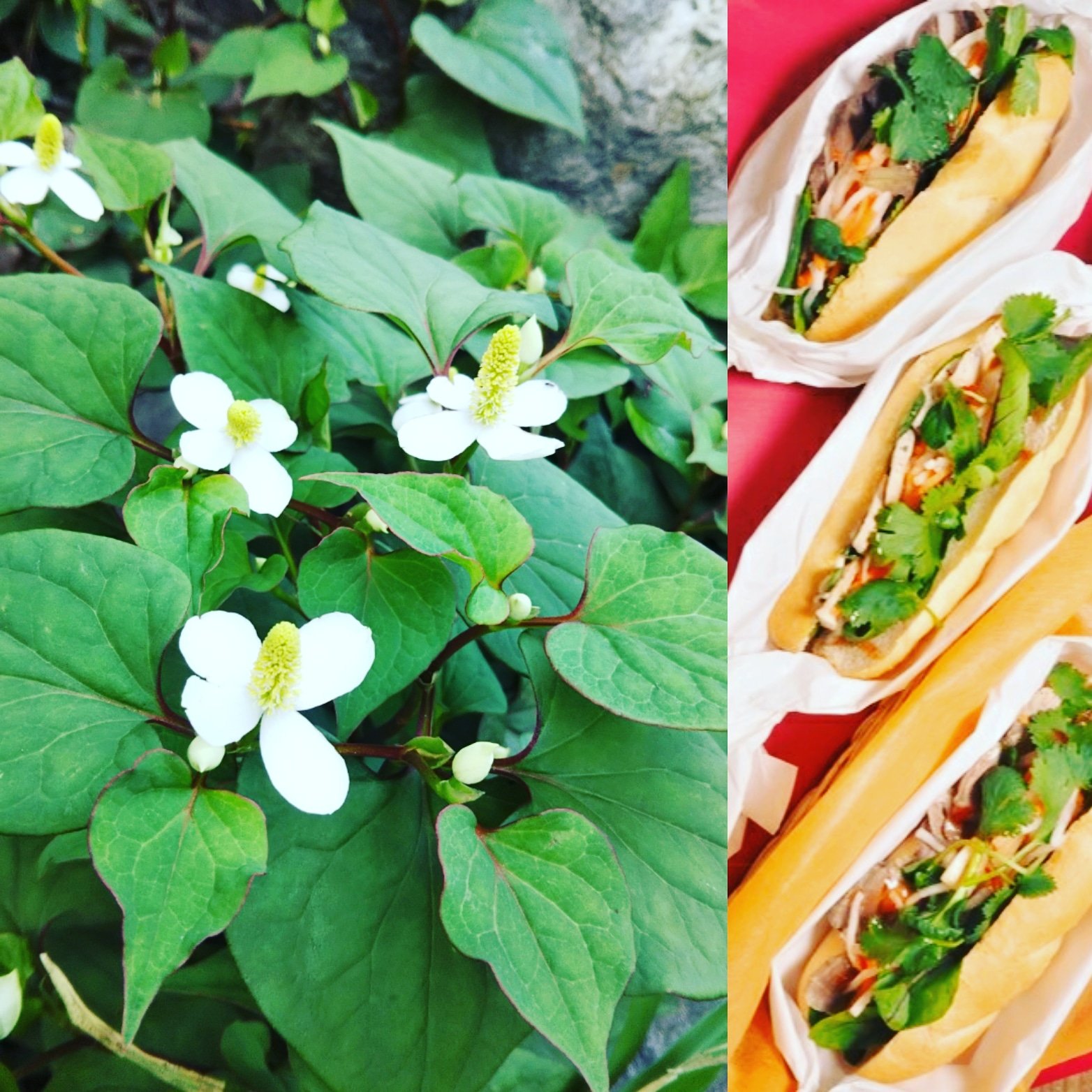 湘南バインミーaz ５月の花 ドクダミはベトナム料理では香草 ベトナムで食べるドクダミは食べやすい気が 日替りバインミーは チキンと野菜 江の電江ノ島駅裏 バインミー サンドイッチ パクチー 江の電 江ノ島 江ノ島駅 湘南 カフェ ランチ 立ち