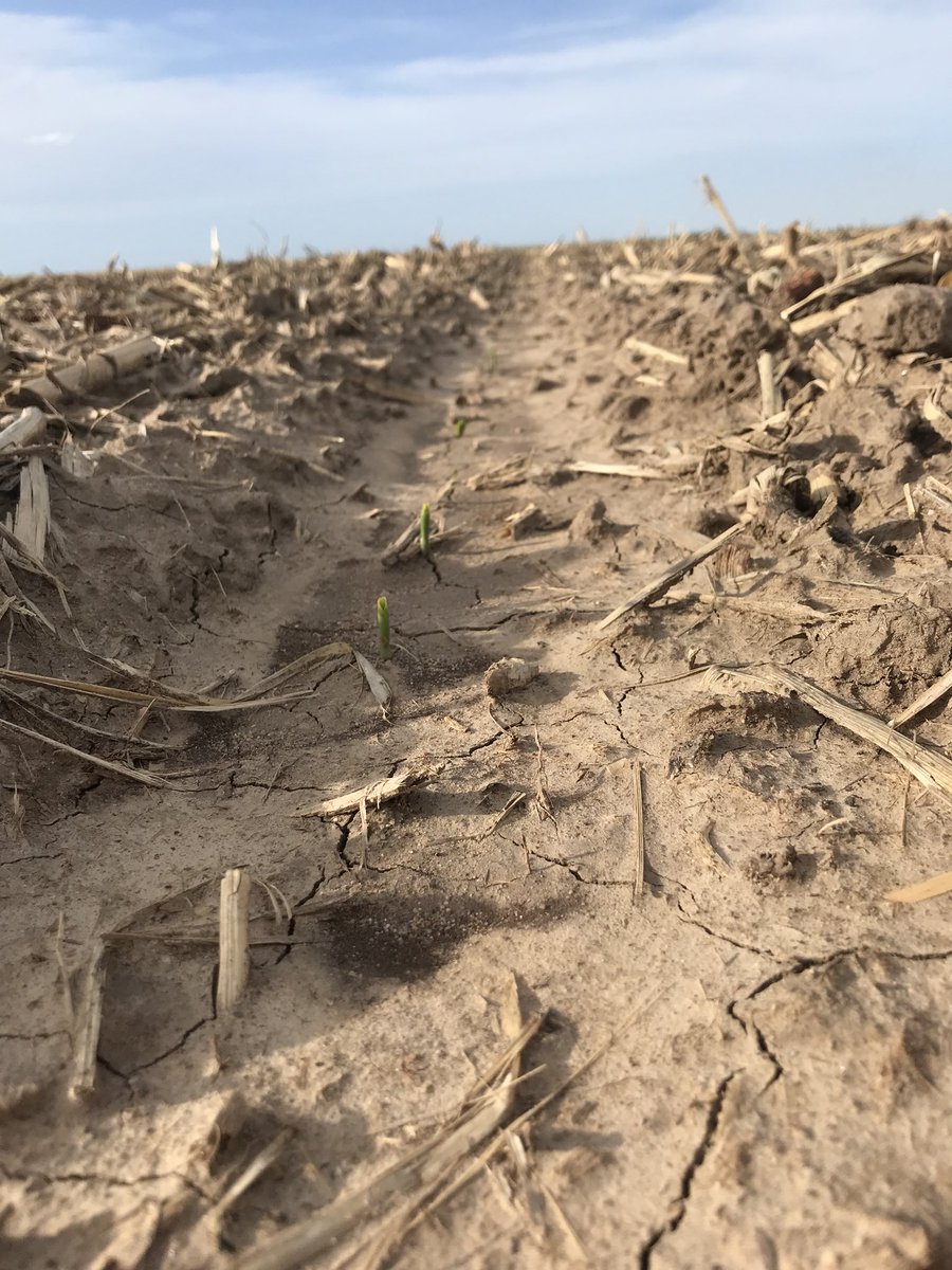 alschram's tweet image. Northeast Colorado farming problems.. #itstoowetunderneath #itstoodryontop #pivotsrunningat90percent