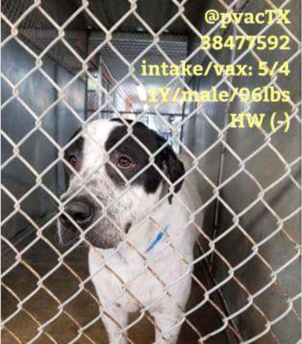 pawsival's tweet photo. I'M PAST DEADLINE #TEXAS #PALMVALLEY WILL MURDER ME IF THERE IS NO EMAIL 4ME BEF 9AM 5/22 #edinburg #rgv #Hidalgo 😥
PLS SEND TO urgentpets@pvaconline.com (incl my ID+📲contact)IF YOU CAN HELP🙏 #RESCUE #FOSTERING #ADOPTION #Dogs
#TeamZay 🐾❤
See text⤵️
https://t.co/pLGBh1jBtB https://t.co/60SoPb8tVG