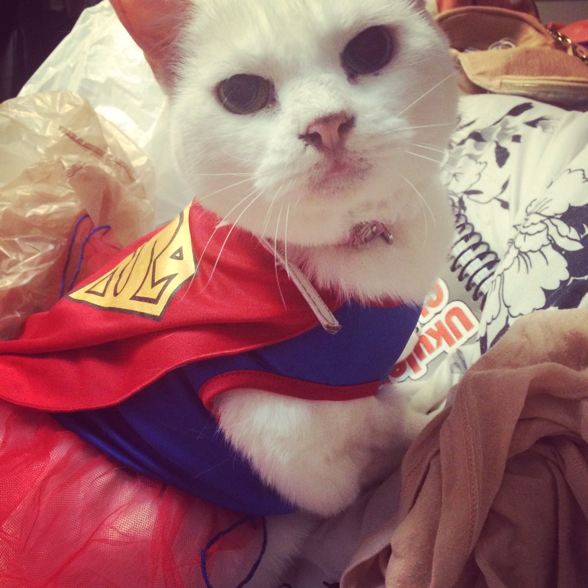 lizzie_pop's tweet photo. @TheMeganStarr asked for these :)
#furbaby #cat #kitty #cute #Heterochromia #superkitty #spacecat #koikitty https://t.co/uKqRFtmrf6