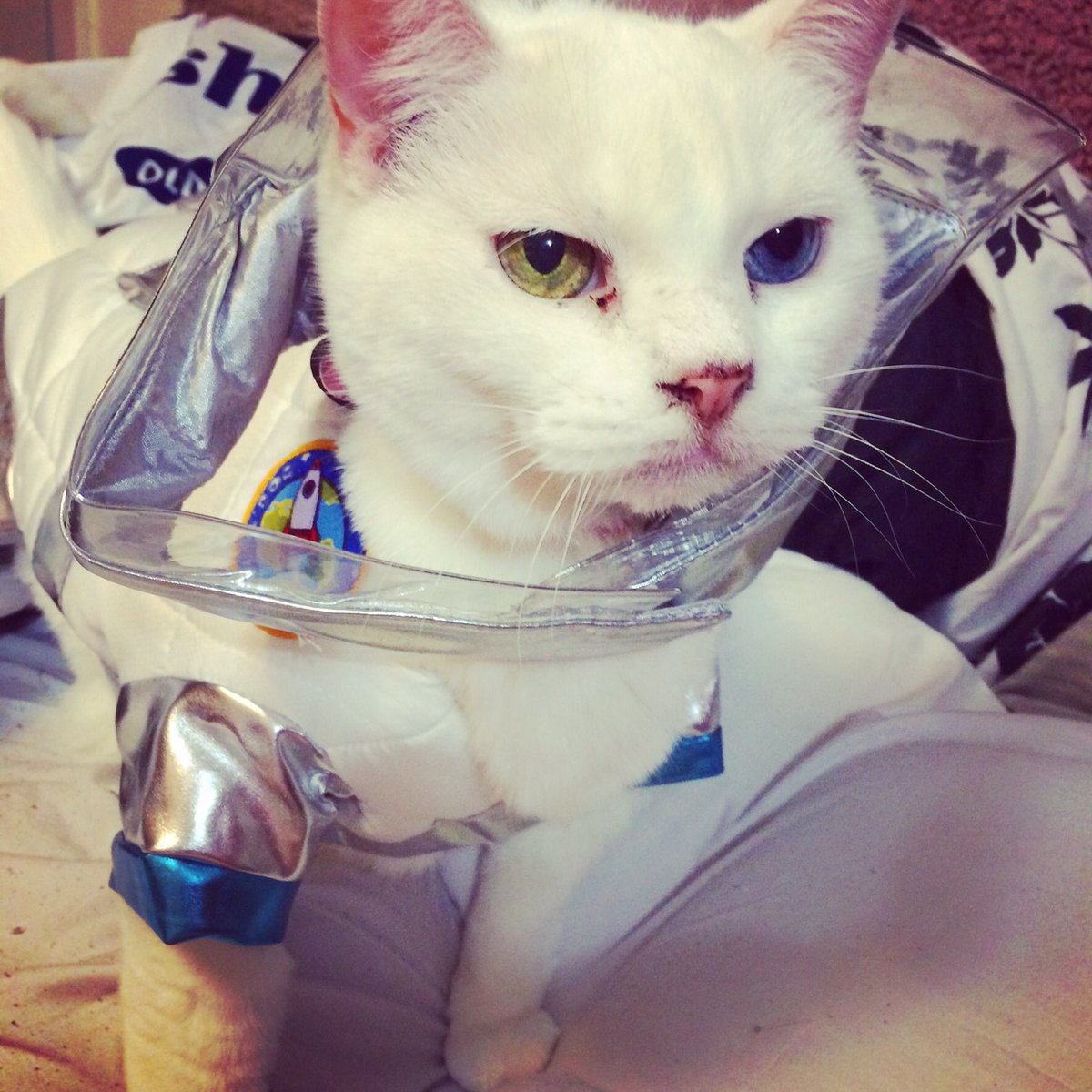 lizzie_pop's tweet photo. @TheMeganStarr asked for these :)
#furbaby #cat #kitty #cute #Heterochromia #superkitty #spacecat #koikitty https://t.co/uKqRFtmrf6