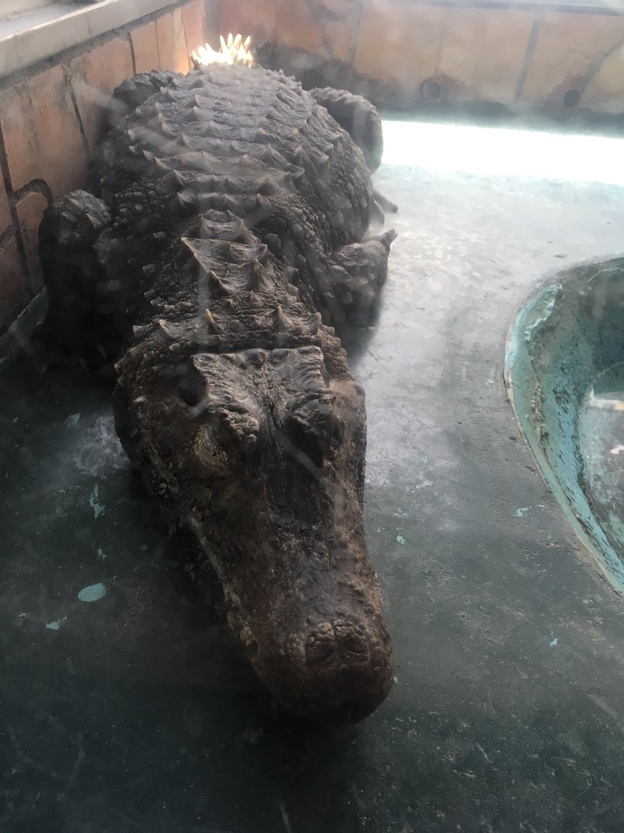 お猿30号 カメ ヘビ ワニ トカゲ