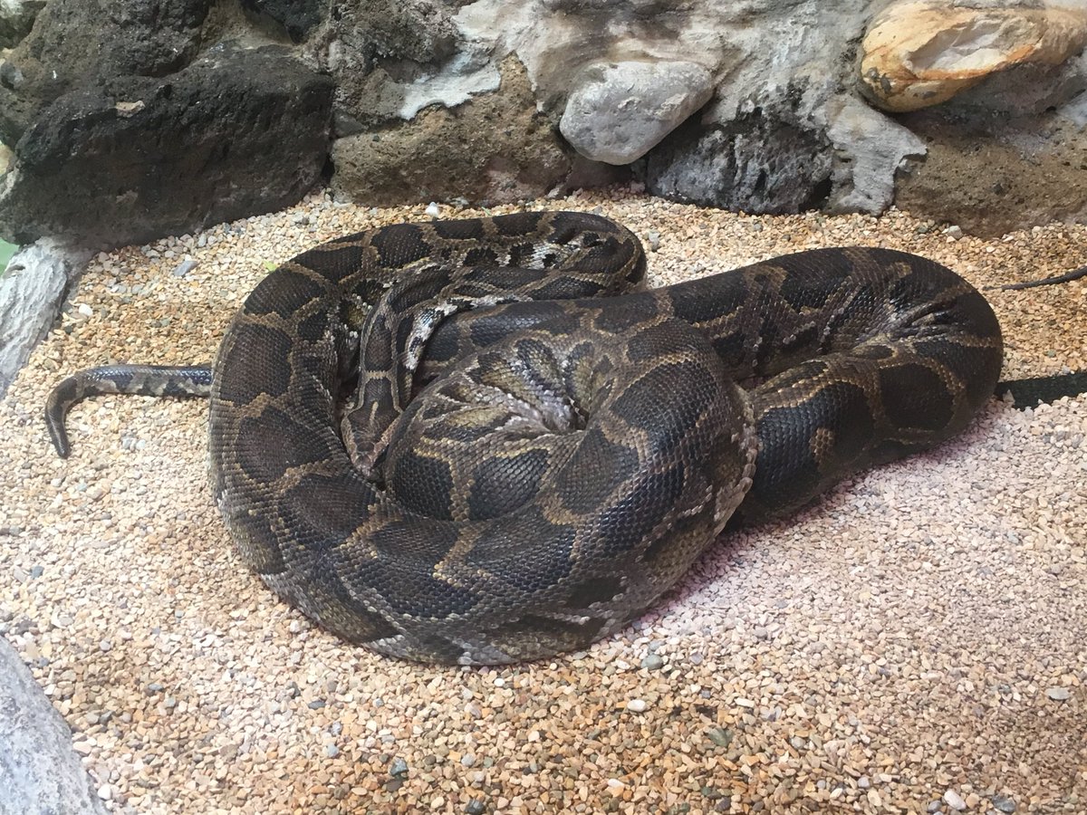 お猿30号 カメ ヘビ ワニ トカゲ