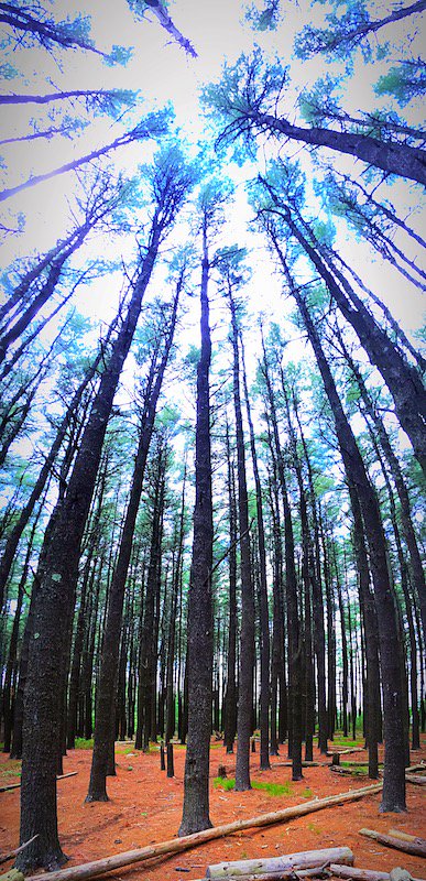 "Tree Tops" by Eric "Eryck" Sarblah