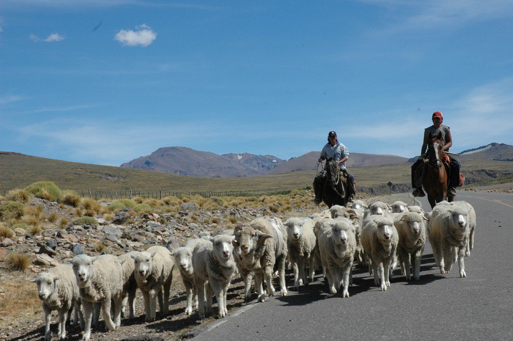 Prendido a la magia de los caminos el arriero va..! AtahualpaYupanqui
Las Ovejas, precioso pueblo del #NorteNeuquino #invernada 🍁🐾