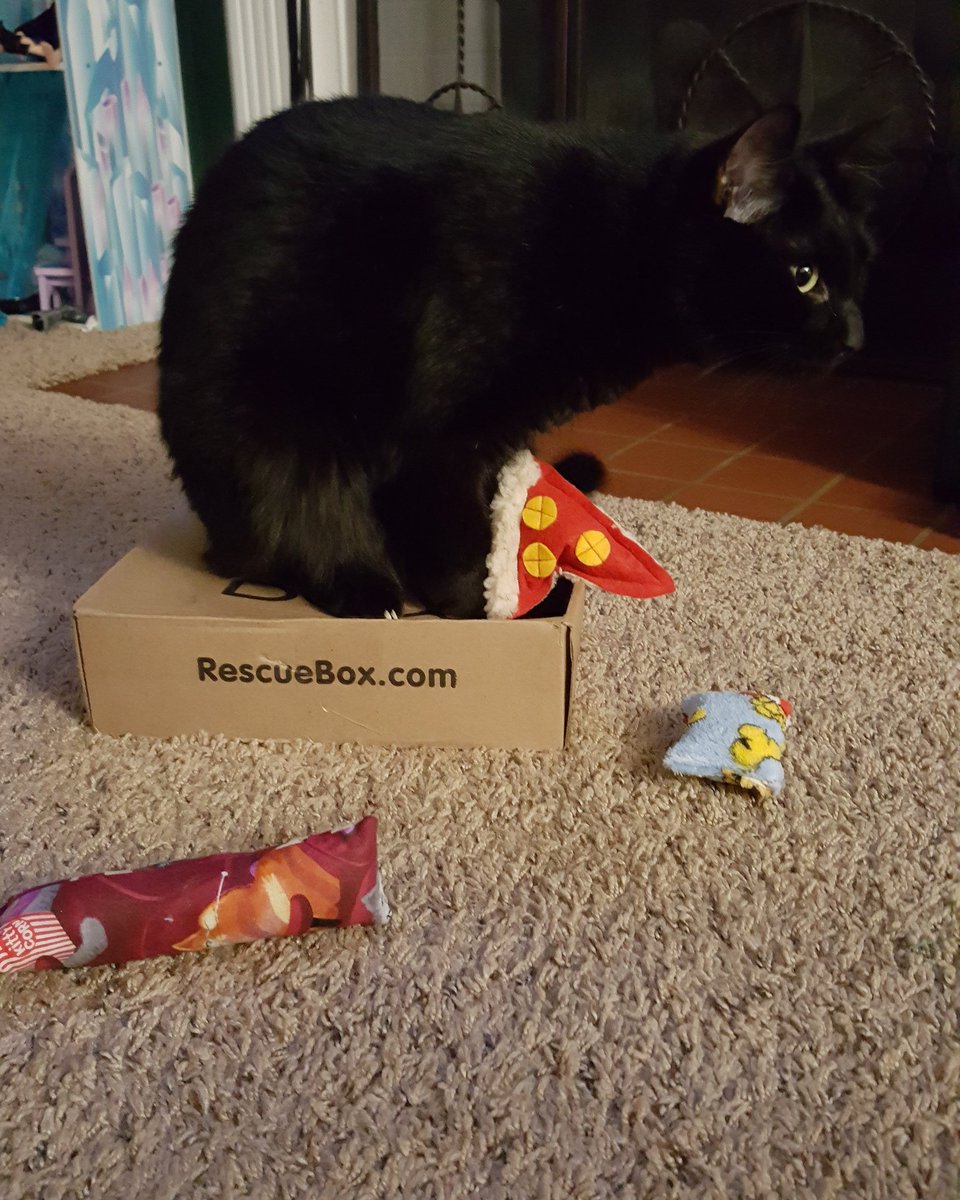 dawnandgirls's tweet photo. Sven is loving his movie themed #rescuebox this month! https://t.co/2GBw4UM95G