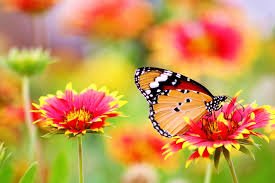 good morning everyone sorry not been on much this last week and a half had full time granny duties and trying to decorate in between. Hope you are all well and hope you all have a great day thankyou to everyone who may have tweeted and #ff me . take care xx