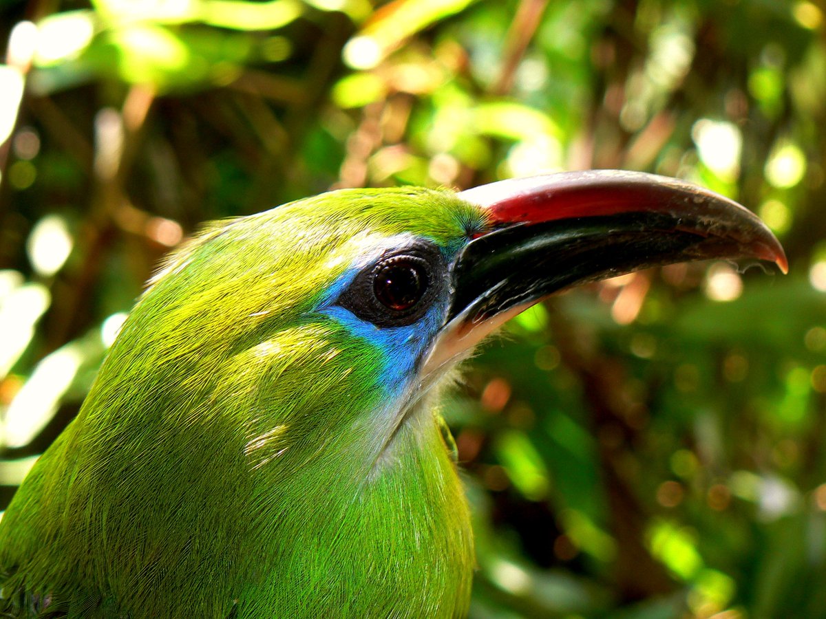 ConBiVe's tweet photo. La variedad y abundancia de especies se han reducido en un 40% entre 1970 y 2000.

#22May Día Internacional de la Diversidad Biológica.

 #IntlBiodiversityDay #Biodiversity25years https://t.co/ZuNeWcf68K