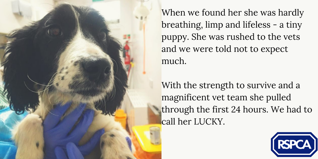 rspcaoxon's tweet photo. When Lucky was brought in by an Inspector, it looked like she wouldn't survive the night. With the strength to survive and a magnificent vet team she pulled through the first 24 hours, and is continuously improving ❤️#AnimalKind https://t.co/tYmDkI0zwW