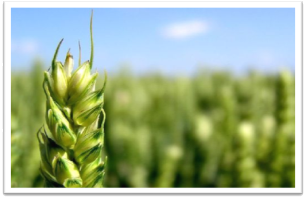 BChineseMedCtr's tweet photo. See our blog post "Healthy Tips During “Grain Full (小满) ” – Part Of The 24 Solar Terms  https://t.co/ZWqlxhm8Am
#24solarterms #May21st #chineseastrology #drbaolinwu https://t.co/ogPaakIvZe