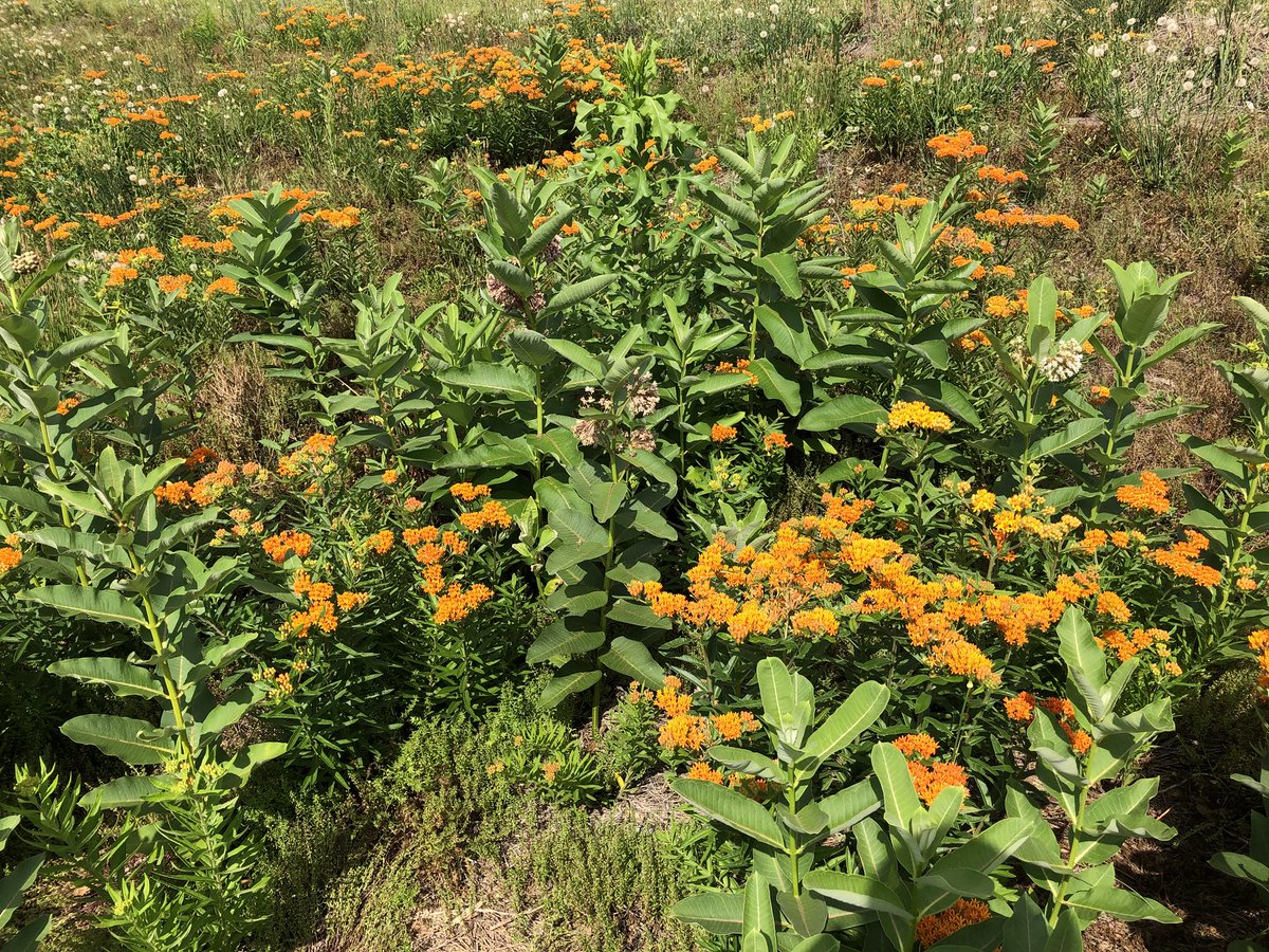 Milkweed for the Monarchs  <a href="/IrmoMiddle/">IrmoMiddleSchool</a> looks tremendous this year!