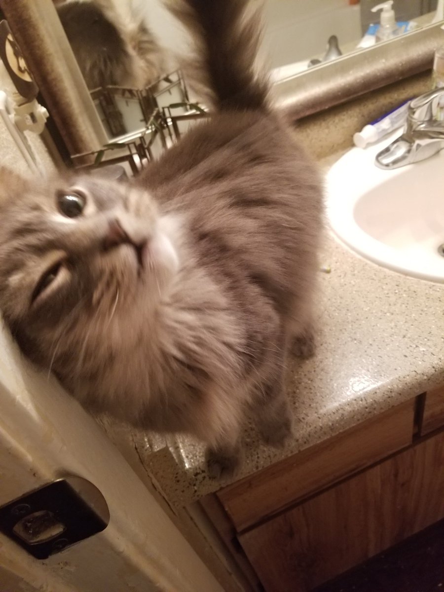 🍖🍆 Exotic Butter 🍆🍖 on Twitter "So it's come down to me having to give away my cat, Mew. People