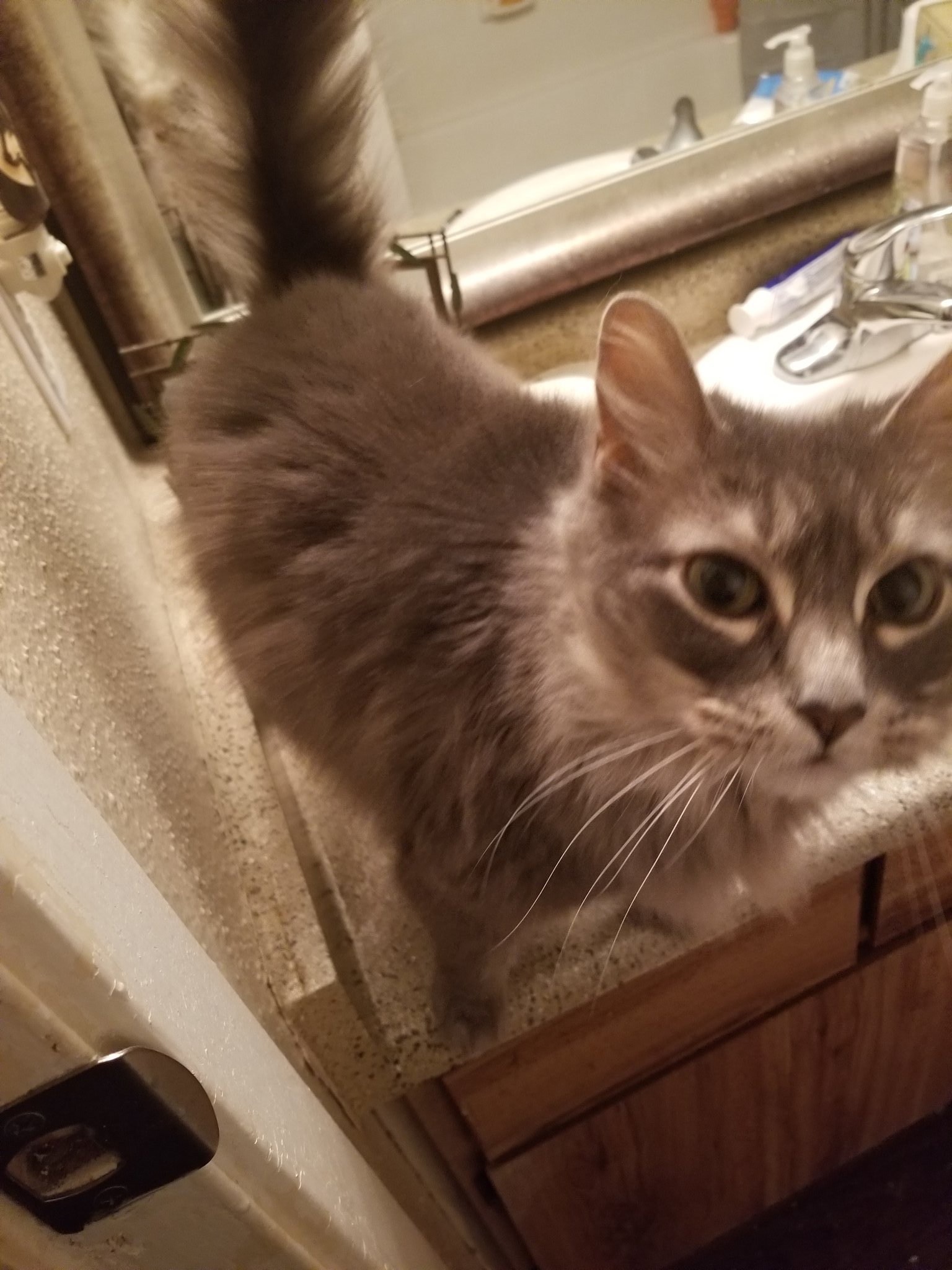 🍖🍆 Exotic Butter 🍆🍖 on Twitter "So it's come down to me having to give away my cat, Mew. People