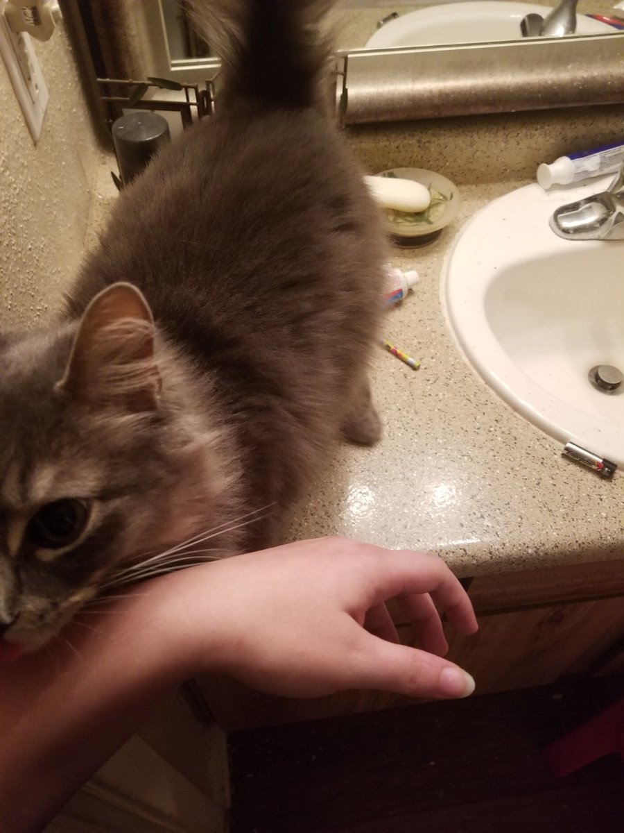 🍖🍆 Exotic Butter 🍆🍖 on Twitter "So it's come down to me having to give away my cat, Mew. People