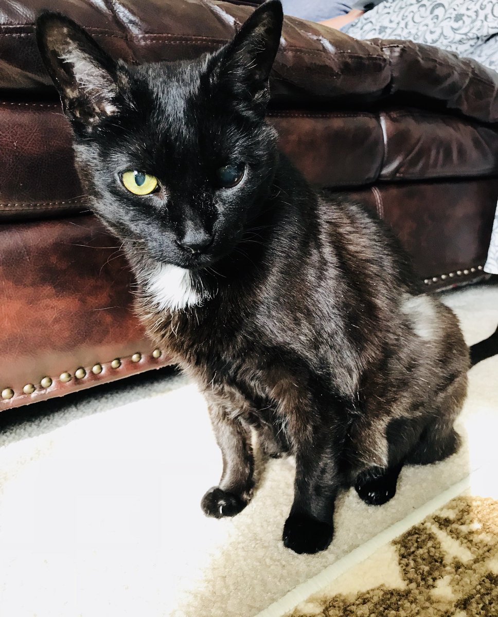 diabetic_cat's tweet photo. Do my ears make my head look big? #earstoobig #cat #cats #blackcats #ignorethehuman #oneeye #halfblindcat #diabeticcat #lookingforafriend #handsomedevil #lovemynewtripod #tuxedocat https://t.co/Bv7VGKidqt