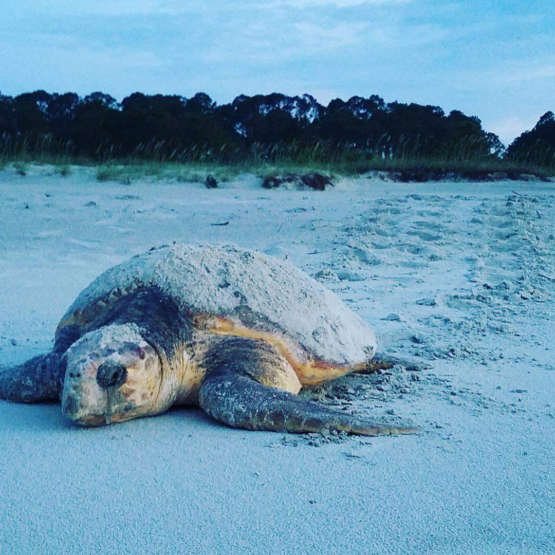 hiltonheadsc's tweet photo. How much can an adult sea #turtle weigh? How long is the average turtle's life? Get these answers in more in this blog post: https://t.co/vlW4if65re #HHITurtleWeek
πΈ : hhiseaturtle https://t.co/qJcICyseST